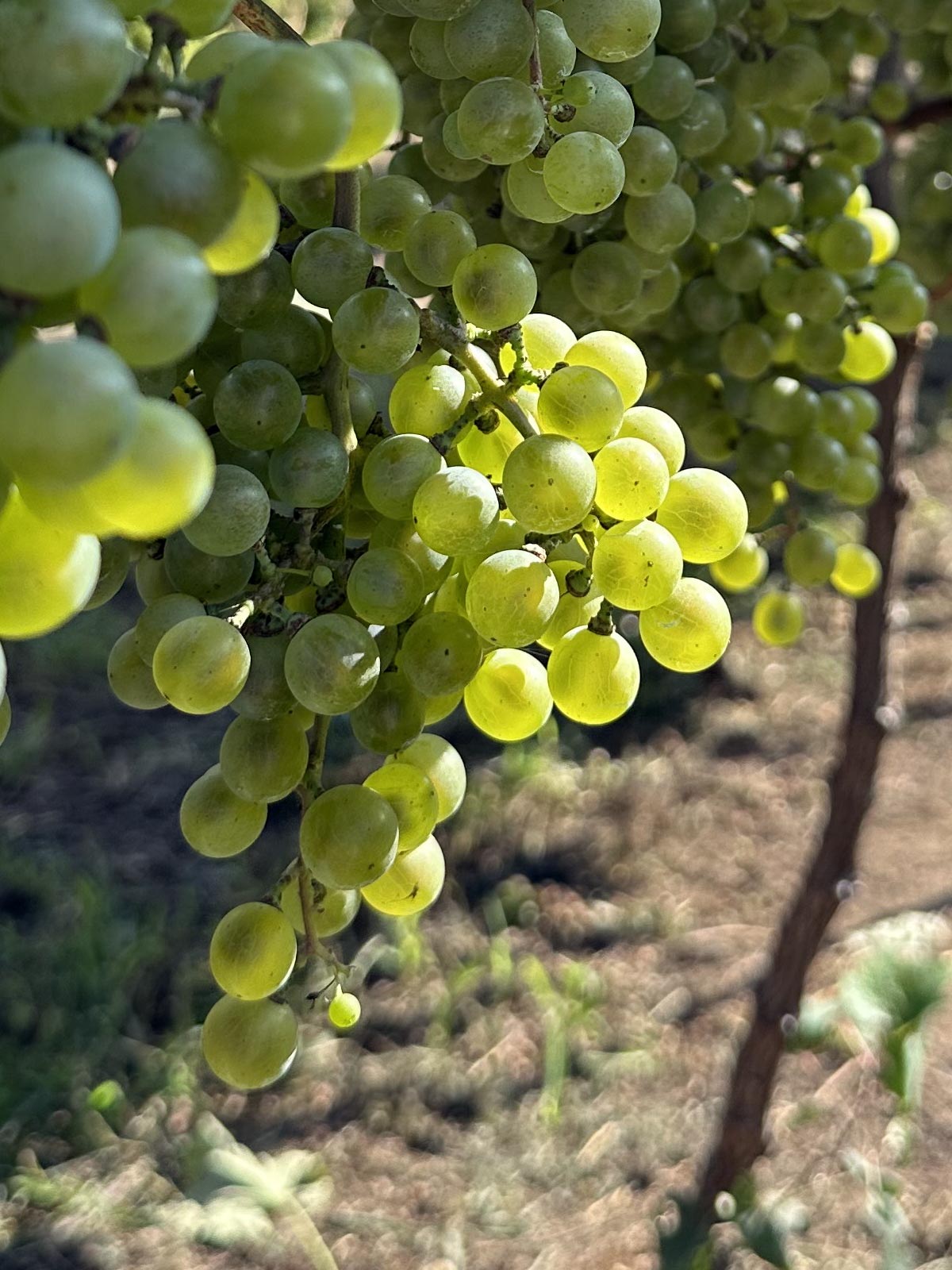 プティマンサン